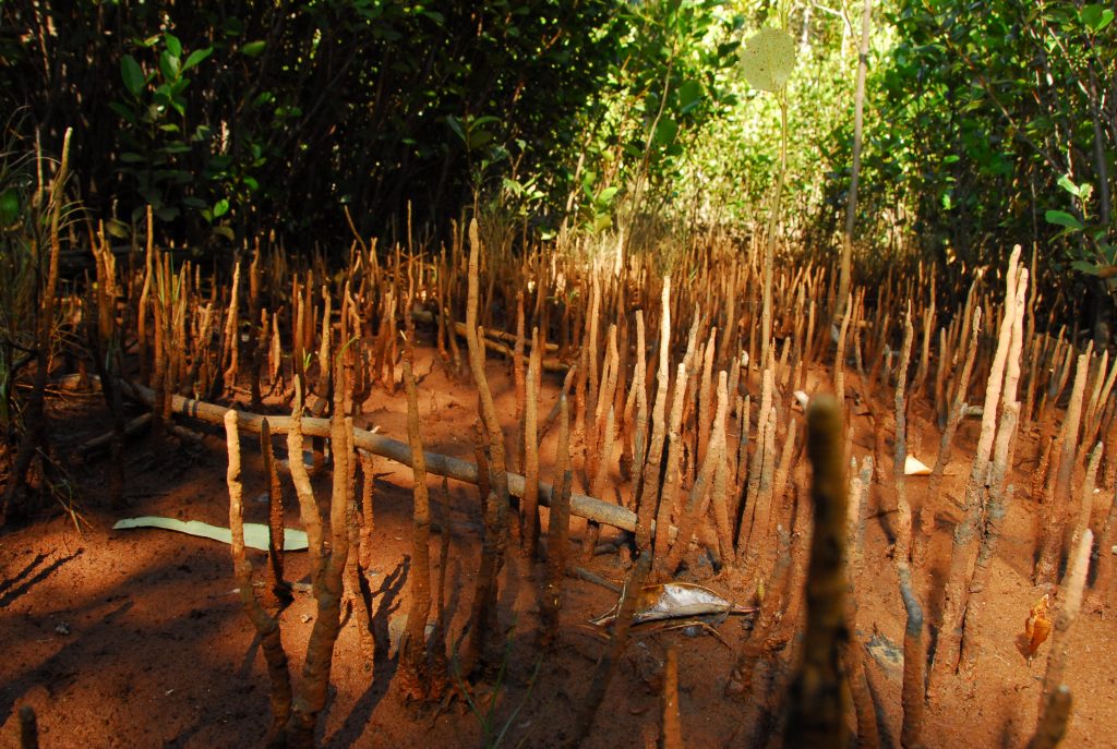 MKG-MM.Photo Ecosure Pneumatophores Mangrove Roots 5