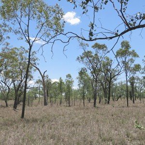 Flora Fauna Surveys Ecology Meteor Downs Mine Site Springsure
