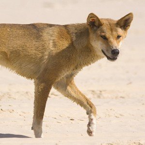 Fraser Island Dingo