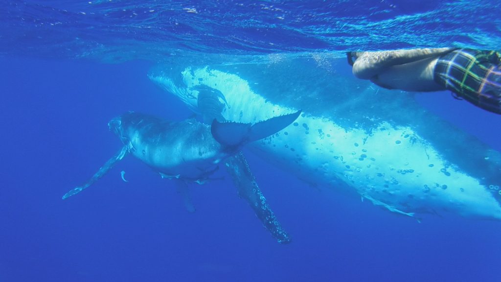 Phill with mother and calf