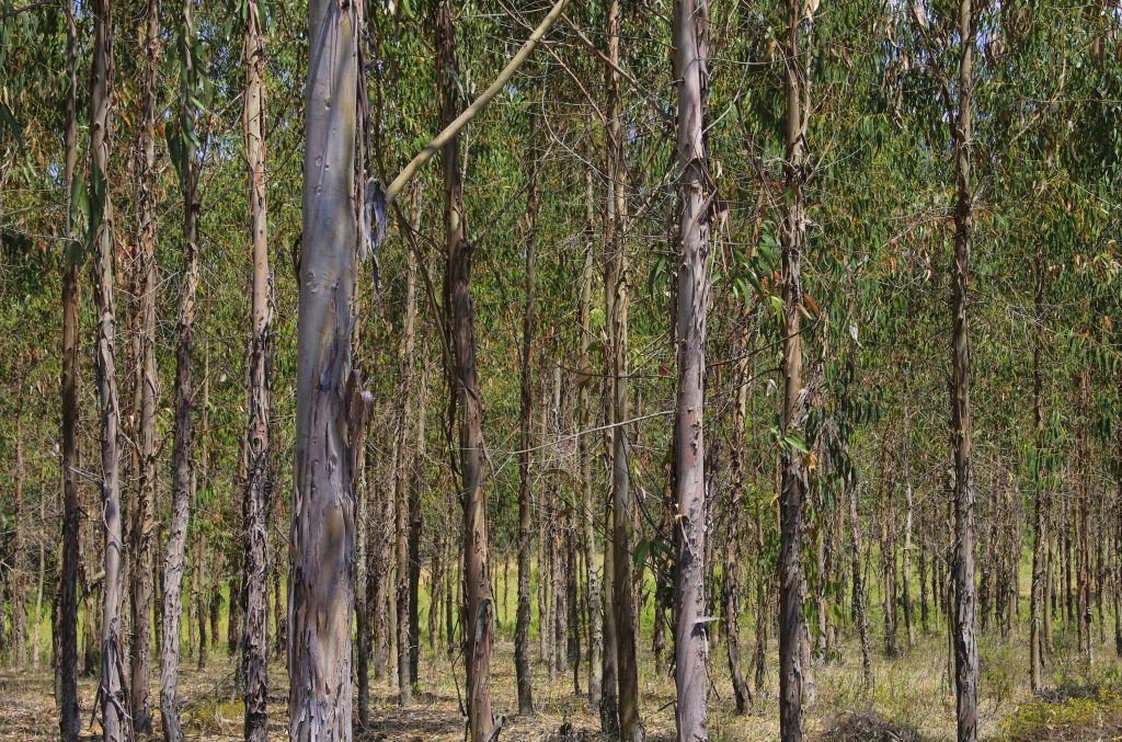 Australian Schlerophyl Forest Bush Vegetation reduced size