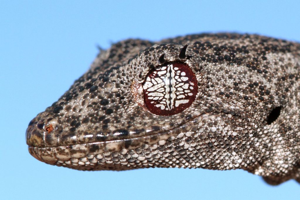 Northern_spiny_tailed_gecko