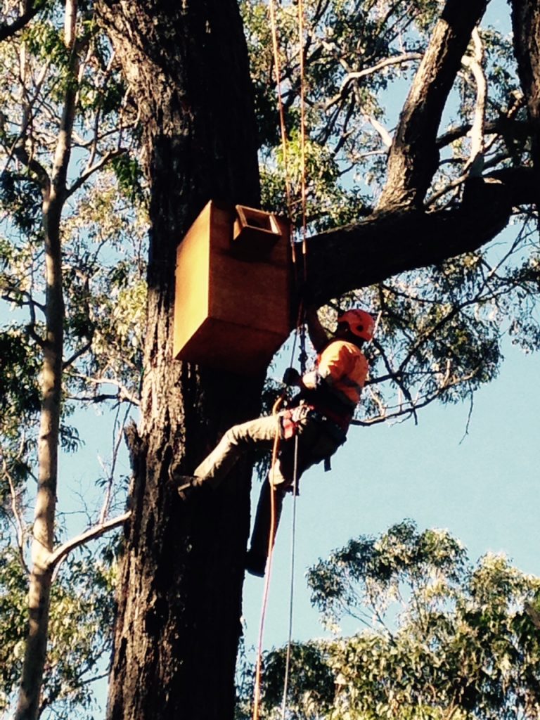 MKG MM.Photo Ecosure staff in a tree nest box ropes equipment mid shot