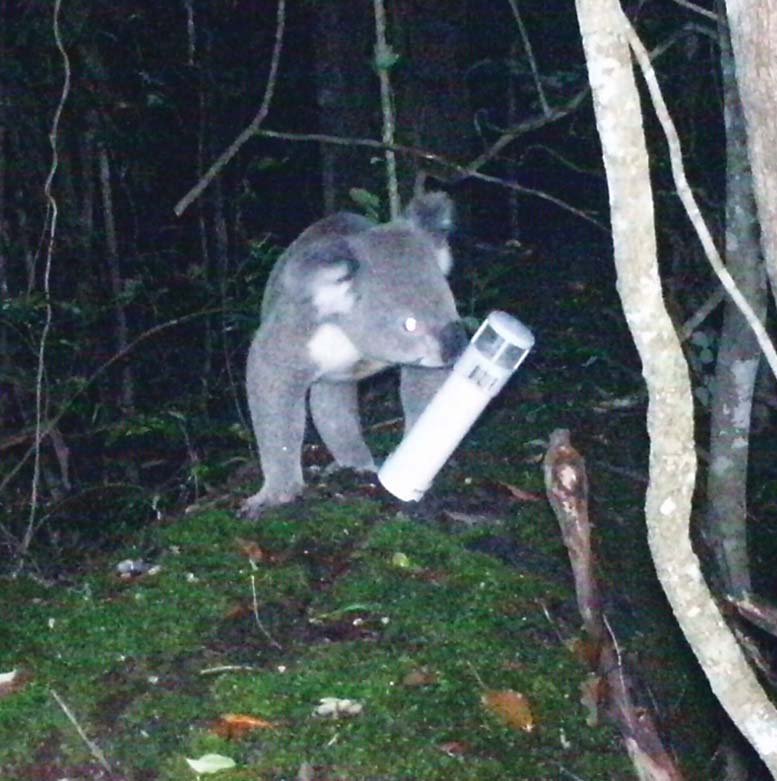 koala close to camera trap