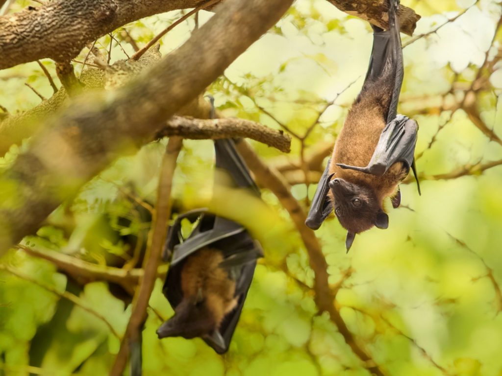 bats phuket