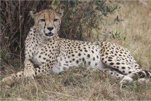 cheetah safari