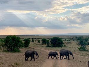 elephants crossing safari