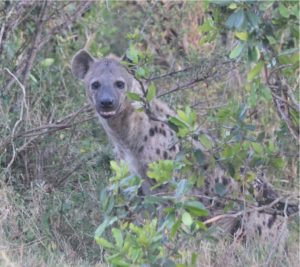 hyena safari