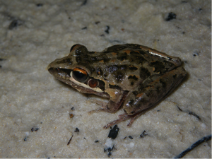 wallum rocketfrog