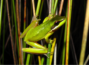 wallum sedge frog