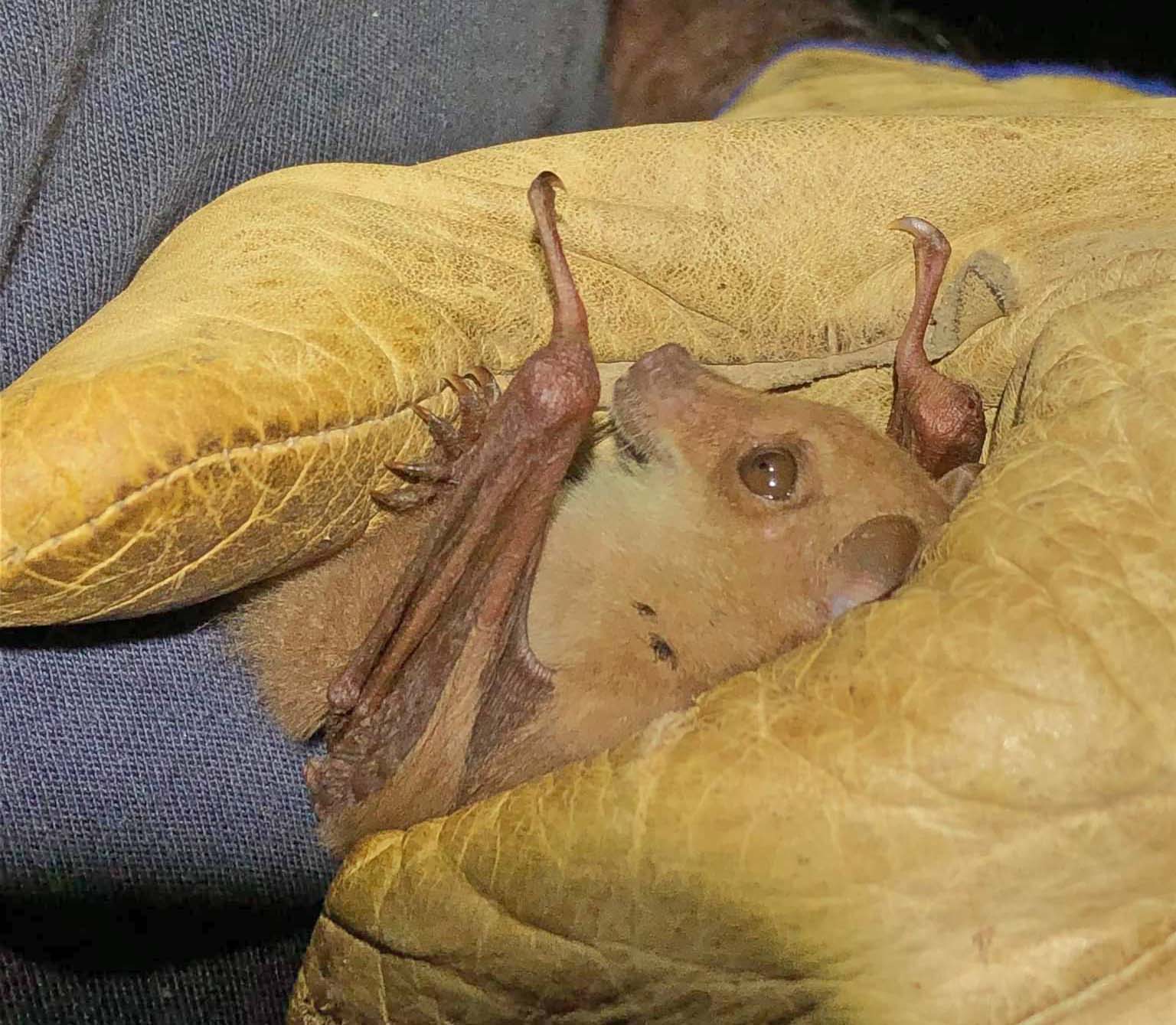 bat in yellow glove
