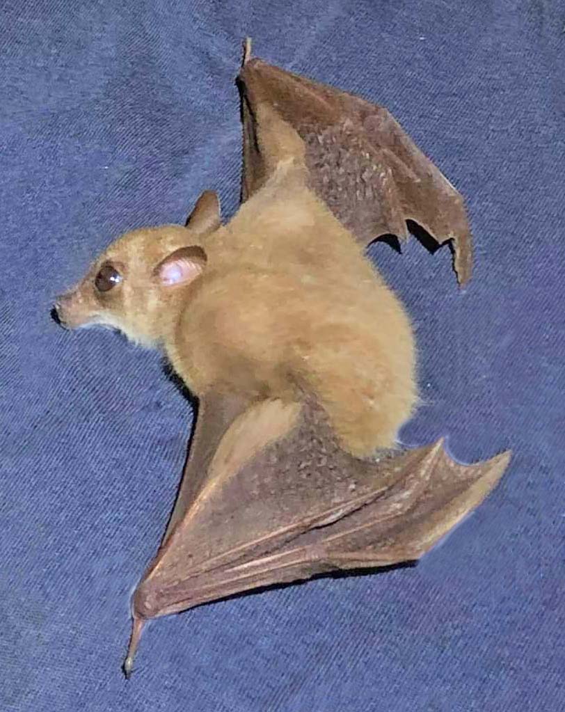 bat on blue background