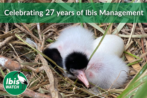 Celebrating 27 years of Ibis management