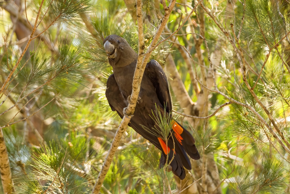 South Eastern Black Glossy Cockatoo