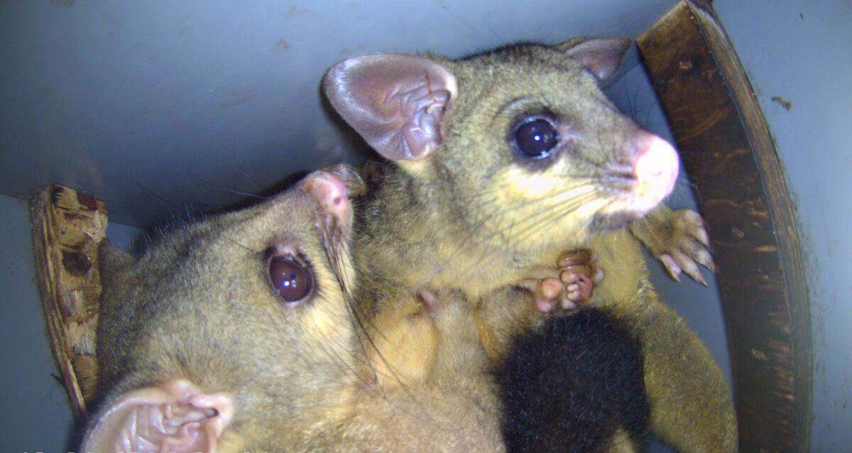 Monitoring finds brushtail possums in nest box