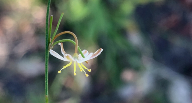 Caesia walalbai, a newly identified grass-lily species.
