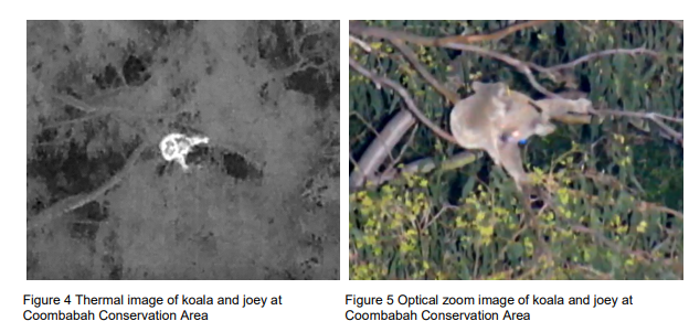 Thermal Drone Survey Uncovers Vital Koala Insights 1 Thermal and optical images of koala and joey