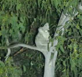 Optical Zoom image of koala