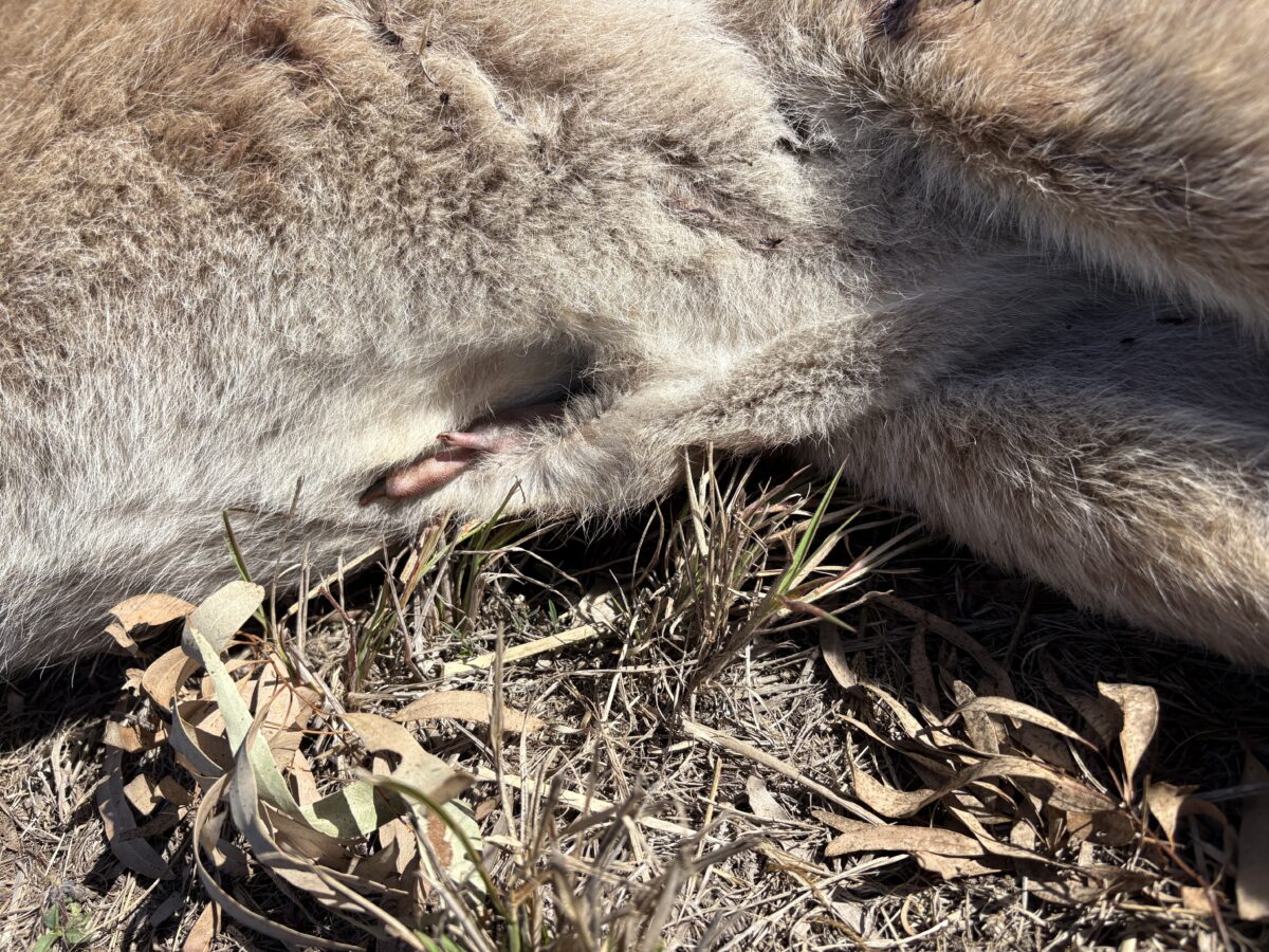 kangaroo pouch
