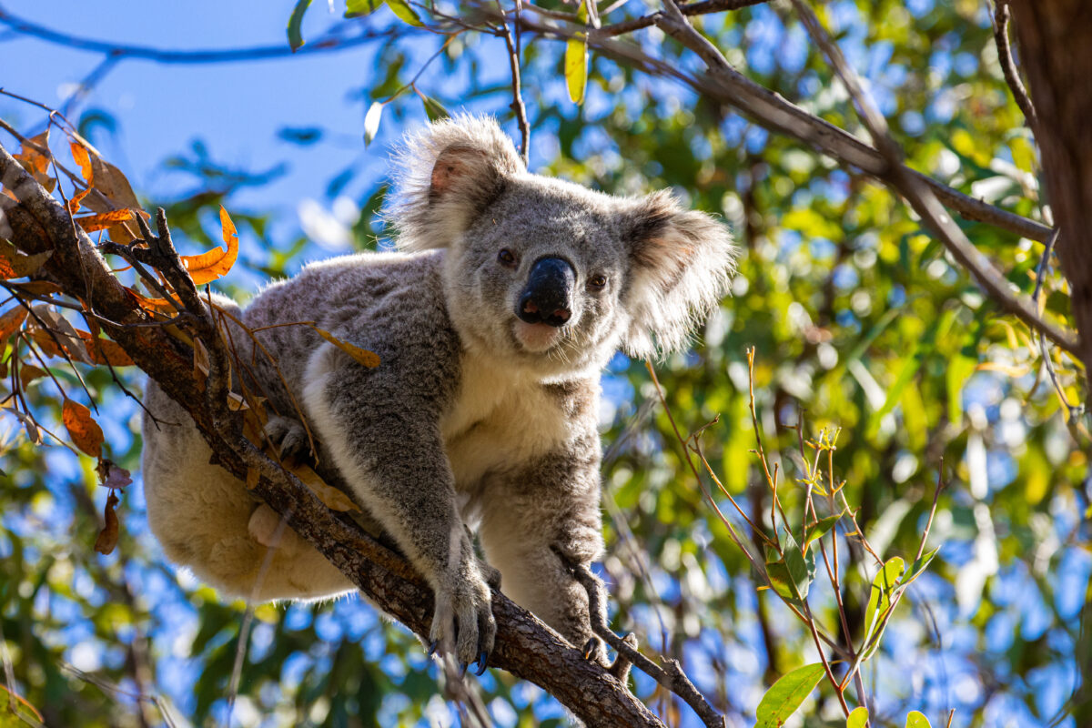 Restoring Country with Fire: Ecosure's Ecological Burn at Aroona Station 5 Koala Queensland AdobeStock 558405204 scaled