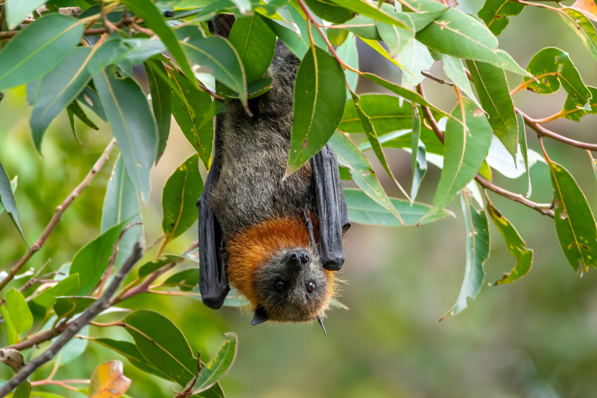 Restoring Country with Fire: Ecosure's Ecological Burn at Aroona Station 3 grey headed flying fox AdobeStock 860734517 scaled