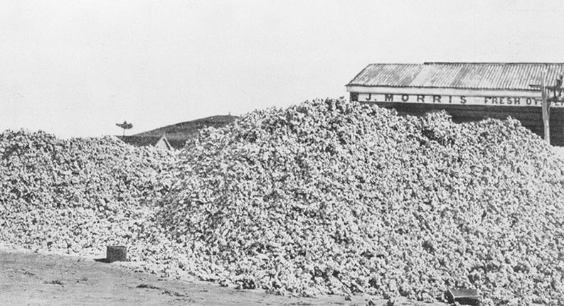 Emu Park Oyster historical shell picture