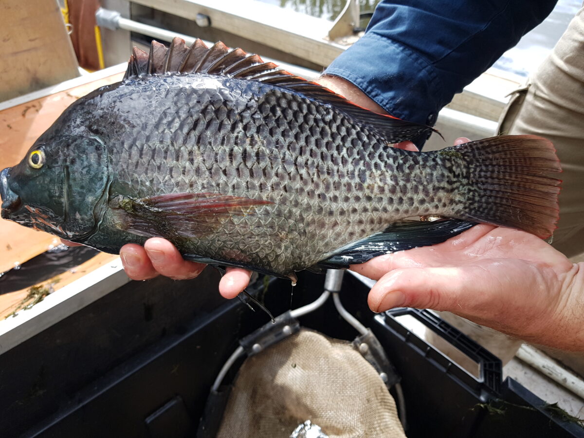 Tilapia01 scaled