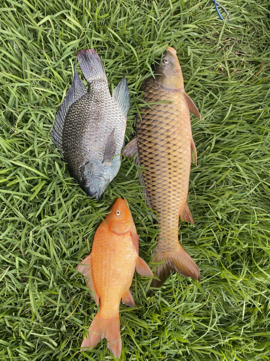 Three fish on green grass