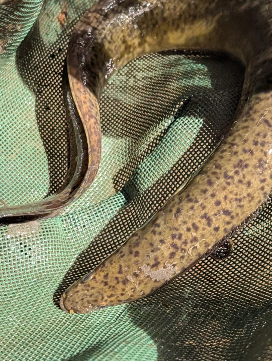 Close-up of a Longfin eel