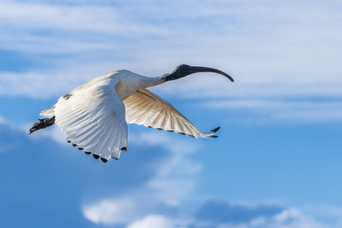 ibis flying AdobeStock 1521241911 scaled