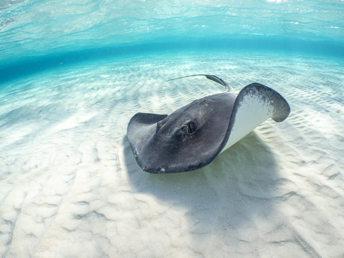 stingray AdobeStock 427479612 scaled