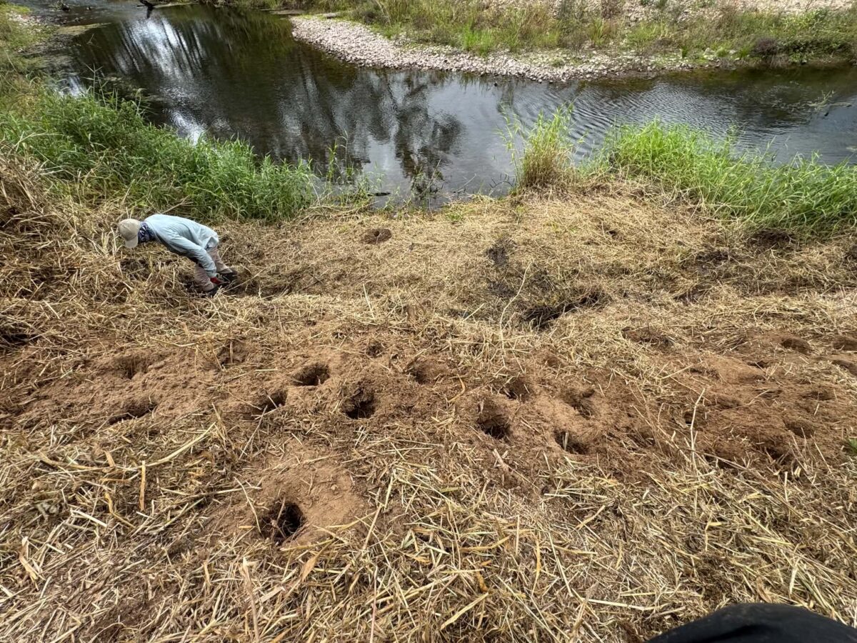 Dayboro planting 1 scaled
