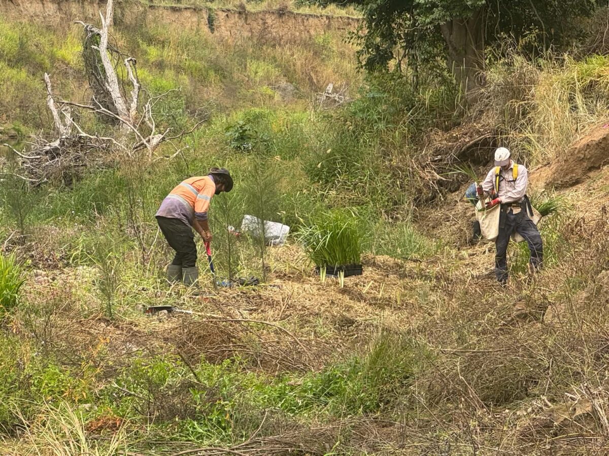 Dayboro planting 3 scaled