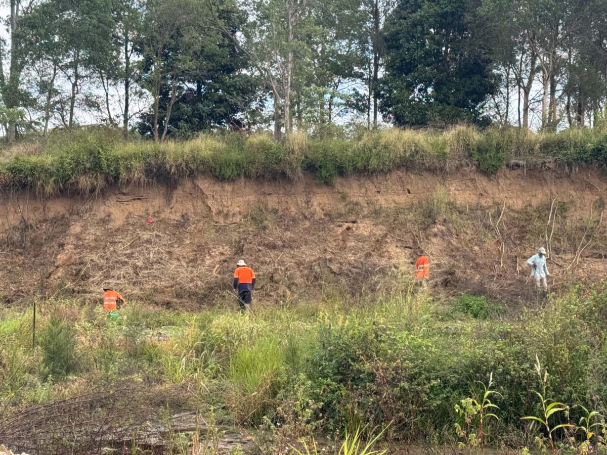 Dayboro planting 5 scaled