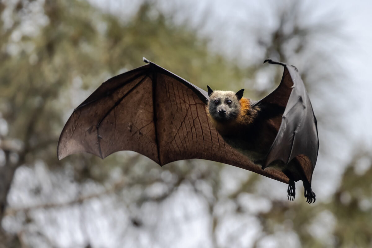 grey-headed flying-fox