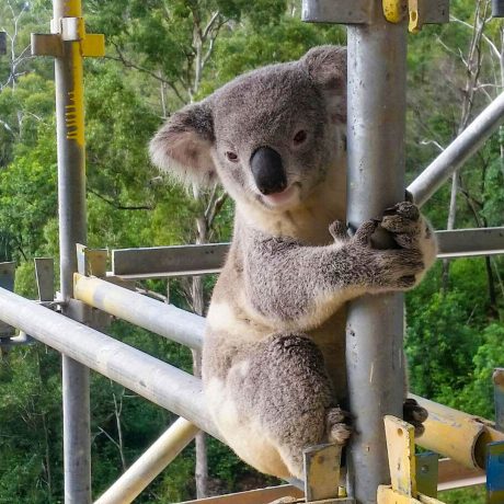 FSC-koala-on-scaffolding-HD
