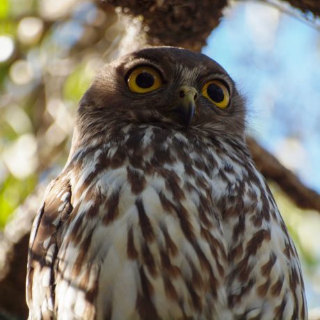 RD11-Barking-Owl-found-during-ecological-survey-work-on-Curtis-Island-(1)